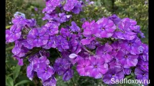 Цвета флоксов. Темные и фиолетовые флоксы