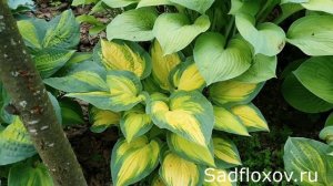 Апельсиновая хоста Оранж Мармелад (Orange Marmalade) в моем саду