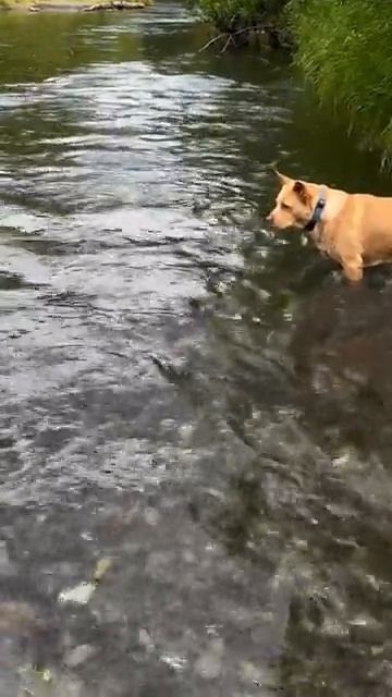 Поймал рыбу смотреть онлайн