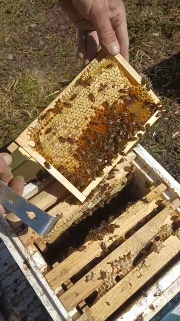 Зимовка миниплюса 7 месяцев #сибирь #shorts #пчеловодство #бакфаст #пчёлы #мёд смотреть онлайн