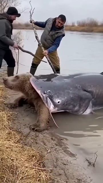 В СЕБИРИ СОМ ПЫТАЛСЯ СЪЕСТЬ МЕДВЕДЯ смотреть онлайн