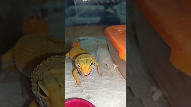 Кормление подростка эублефара. Продаётся! 14 ноября 2025 г. смотреть онлайн