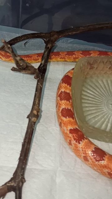 Бахида. 21 ноября 2025 г. смотреть онлайн