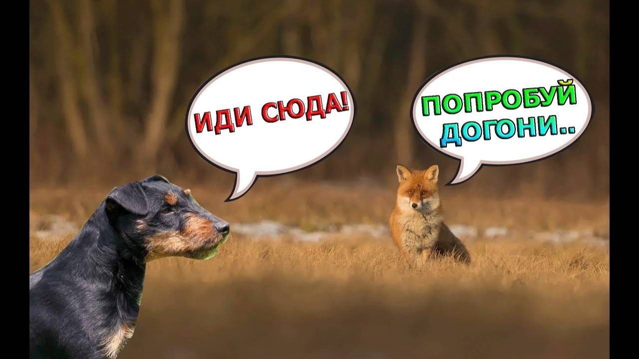ЯГДТЕРЬЕР ПЫТАЕТСЯ ПОЙМАТЬ ЛИСУ | ОХОТА С ЯГДТЕРЬЕРОМ смотреть онлайн