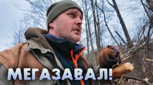 ЯРОСТЬ БОБРОВ! РАЗБОР ПОСЛЕДНЕГО Мега-Завала на Лесной Реке
