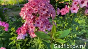 Красивейший и старинный флокс Уральские Сказы
