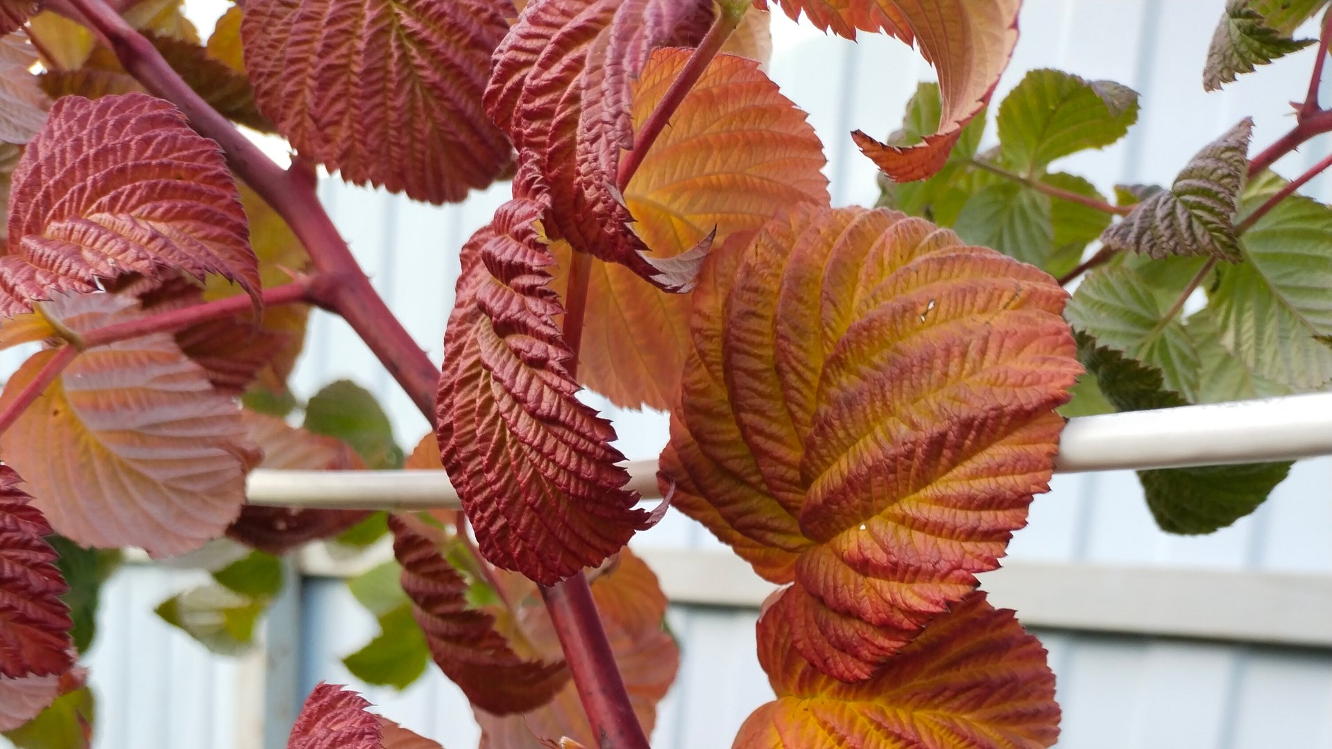 Малинник подготовка к зимовке