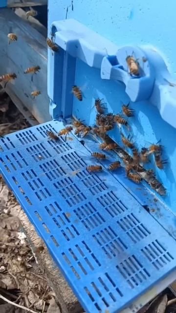 Первая пыльца 2025 года #сибирь #бакфаст #шортс #shorts #пчёлы #мёд #пчеловодство #пасека #пчелы смотреть онлайн