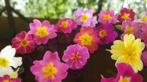 Все мои примулы за одну минуту