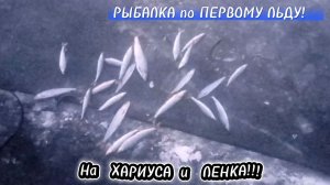 Первый лëд. Рыбалка на ХАРИУС и Ленка 2025/2026!!!
