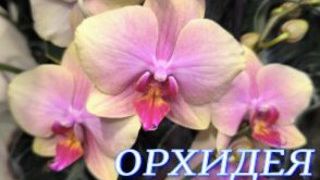 №1145/ ОБЗОР орхидей в маг. ОРХИДЕЯ смотреть онлайн