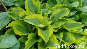 Хоста гигант Атлантис (Atlantis) в моем саду