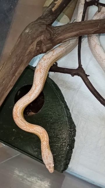 Обстановка в контейнере у Карамельки. 21 ноября 2025 г. смотреть онлайн