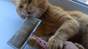 Любимая щётка. Часть 3