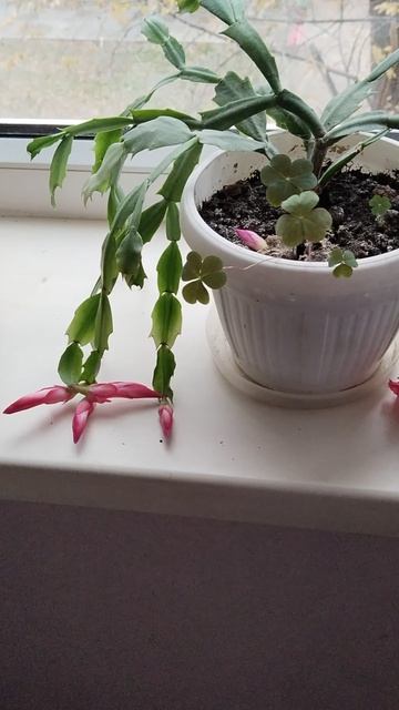 #Shorts  #Декабрист  #Цветок