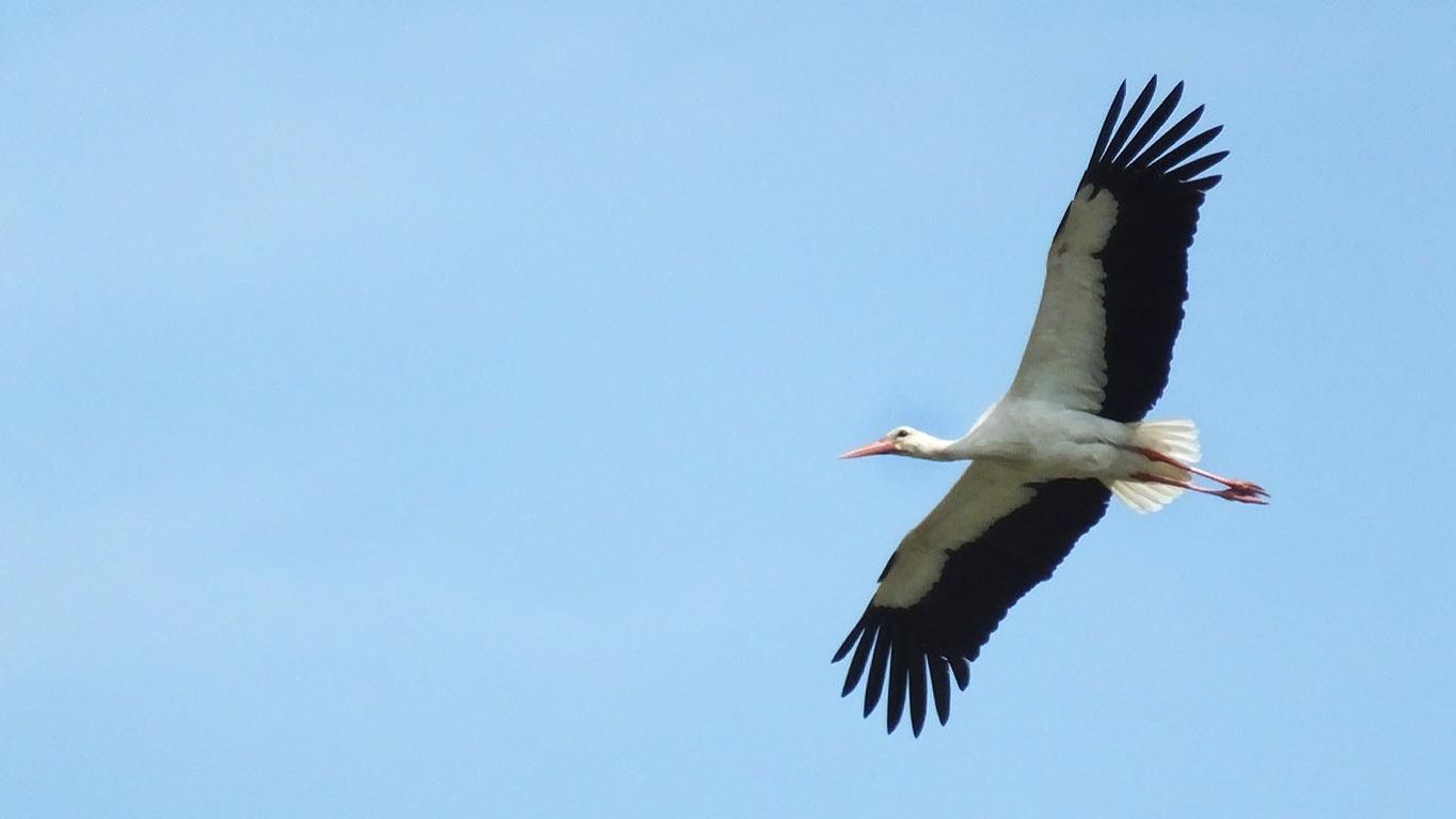 Русский простор.