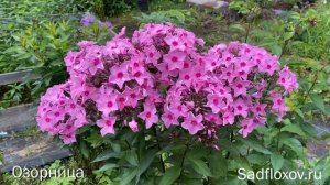 Цвета флоксов. Розовые флоксы