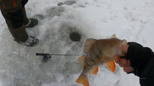 За окунем на первый лёд