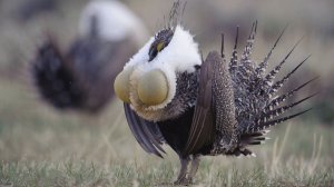 Самые странные и необычные птицы...