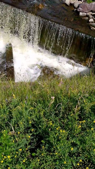 утки в бермудах