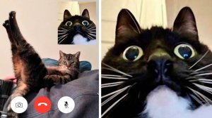 СМЕШНО ДО СЛЕЗ 😹😍 СМЕШНЫЕ КОТЫ, ЛУЧШИЕ ПРИКОЛЫ С КОТАМИ, КОШКИ, ЖИВОТНЫЕ 🥰