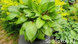 Новомодная хоста Фёст Блаш (First Blush) в моем саду