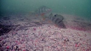 "Рыбалка мечты : Щука весом 7800 г на жерлицы!"