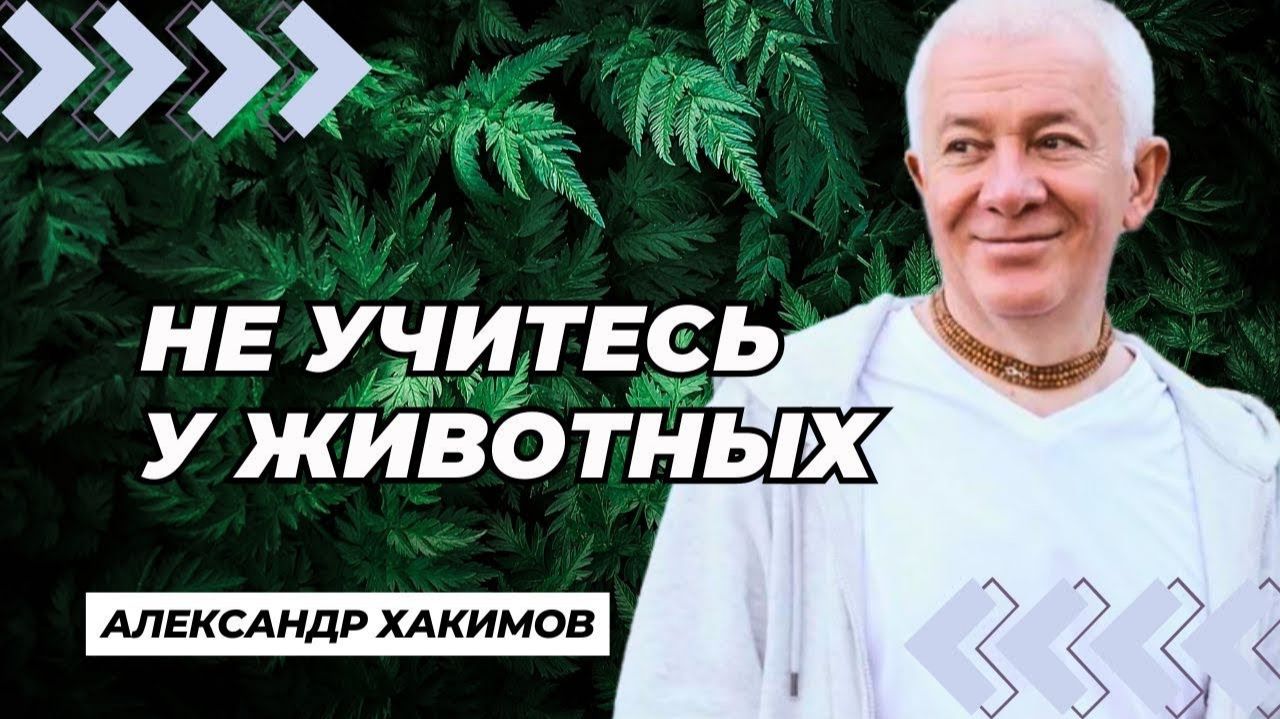 Не учитесь у животных - Александр Хакимов смотреть онлайн
