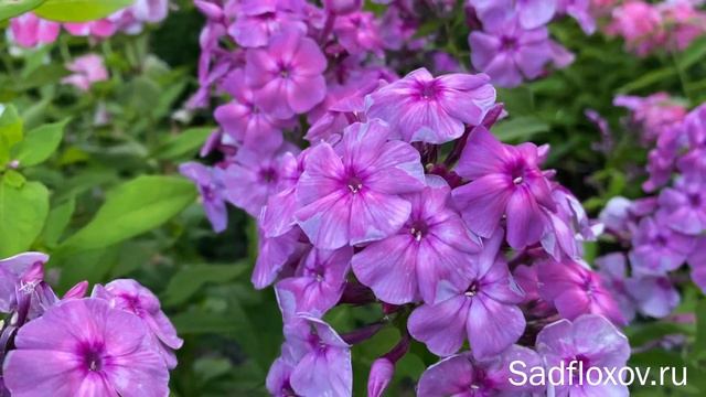 Дымчатый флокс Комильфо, моей селекции смотреть онлайн