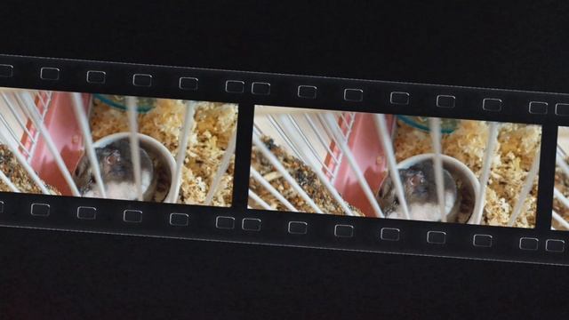 Хома сильно и мощно грызёт вкусняшку