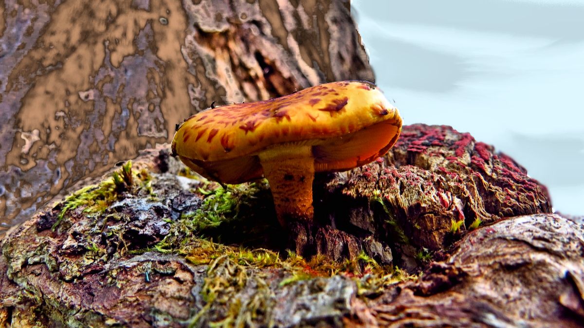 На гнилом дереве смотреть онлайн