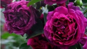 Odysseia японская роза Такинори Кимуро 2013 г.