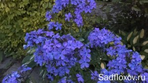 Синий флокс Вечерняя Синь, моей селекции