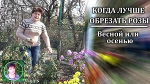 Когда обрезать розы Весной или осенью. Когда окучивать розы