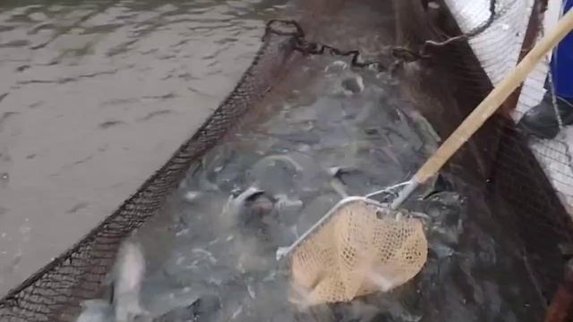 ЗАРЫБЛЕНИЕ смотреть онлайн