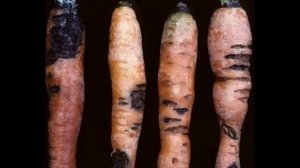 Морковь гниёт в погребе Вот что вы делаете не так!