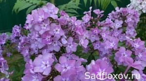 Дымчатый флокс Селена в моем саду