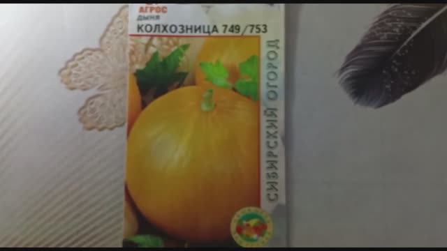 Дыня «Колхозница 749-753» — проверенный временем сорт для сибирского климата смотреть онлайн