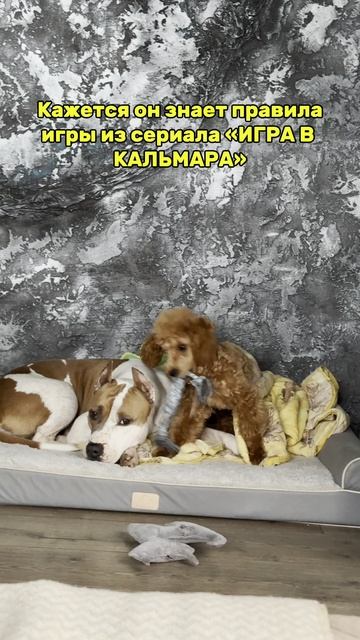 Игра в Кальмара Пудель Снитч смотреть онлайн