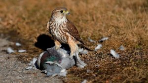 ПУСТЕЛЬГА — Маленький Сокол с суперзрением, не знающий пощады!