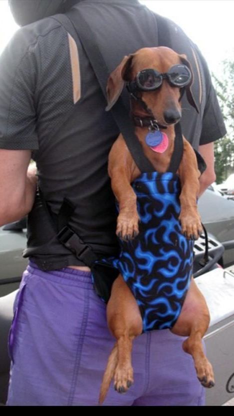 Великолепные псы. смотреть онлайн