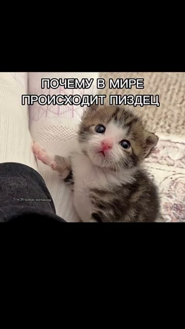 Мемы МЕМЫ И ЕЩЁ РАЗ МЕМЫ!!!!