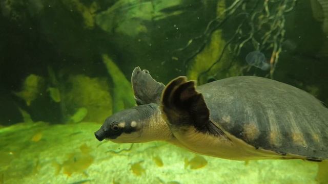 релакс, море, аквариум, перед сном , relax , sleep, москвариум, 2024, черепаха, морская смотреть онлайн