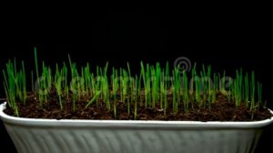 Влияние матерных слов