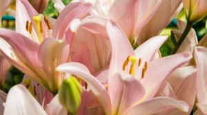 Правила посадки  и выгонки лилий, шанс цветения весной