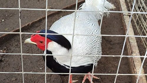 Фазан серебряный смотреть онлайн