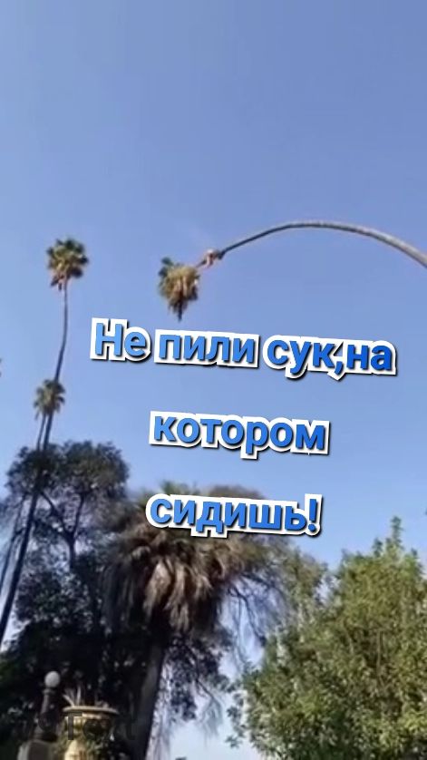 Не пили сук, на котором сидишь! смотреть онлайн