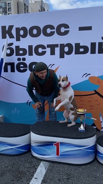 Американская машина Стаффорд смотреть онлайн