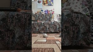 ЕНОТИК И МЫШОНОК 🤣