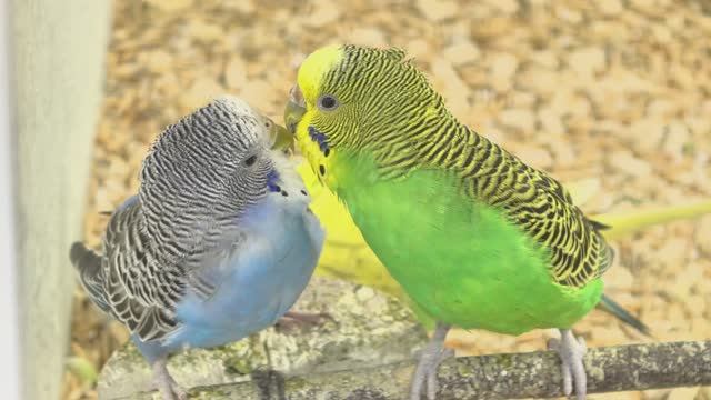 «Птичья романтика: от поцелуев до сладких снов» смотреть онлайн